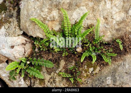 Maidenhair Milkweed, maidenhair spleenwort (Asplenium trichomanes), Francia Foto Stock