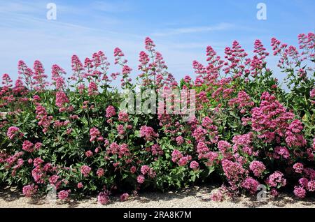 Valeriano rosso, elenco di parole latine e greche comunemente usate nei nomi sistematici (Centranthus Red valerian (Centranthus ruber) (Centranthus rubra), Spurw Foto Stock