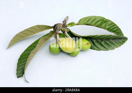 Medlar, frutta e foglie, prugna giapponese (Eriobotrya japonica), nespoli, medlar Foto Stock