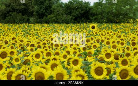 Girasole alto (Helianthus annuus) in campo di girasoli, Italia Foto Stock