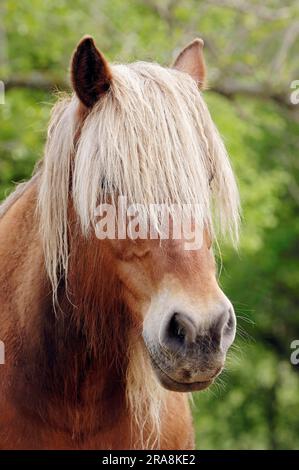 Noriker, Pinzgauer, South German Coldblood Foto Stock