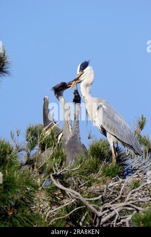 Airone grigio (Ardea cinerea) con giovani uccelli al nido, Camargue, Provenza, Francia meridionale, Heron Foto Stock