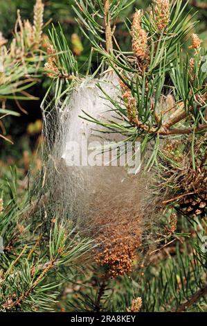 Pine processionary (Thaumetopoea pityocampa) Moth, caterpillar web, Provence, Southern France Foto Stock