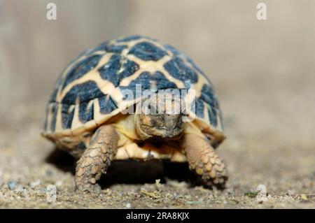 Young Indian Star Tortoise (Geochelone elegans) (Testudo elegans) Foto Stock