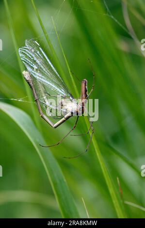 Ragno a corna lunga con damselfly afferrato, ragno allungato comune (Tetragnatha extensa), ragno a corna lunga, Germania Foto Stock