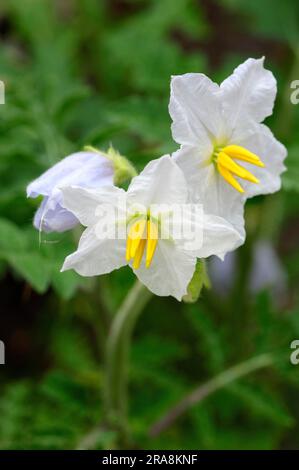 tonalità di notte appiccicosa (Solanum sisymbriifolium), fiori, ombra di notte a forchetta Foto Stock