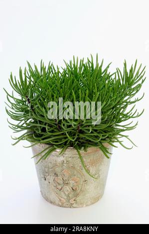 Erba di montagna in un vaso di fiori (Senecio himalaya) Foto Stock