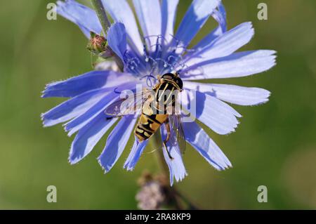 Hoverfly palude comune su cicoria, Renania settentrionale-Vestfalia, hoverfly palustre comune, amante solitario penzolante (Helophilus pendulus), cicoria, comune comune comune Foto Stock