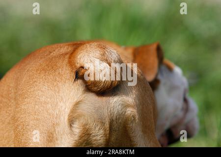 Bulldog inglese, coda, coda Foto Stock