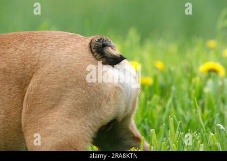 Bulldog inglese, coda, coda Foto Stock