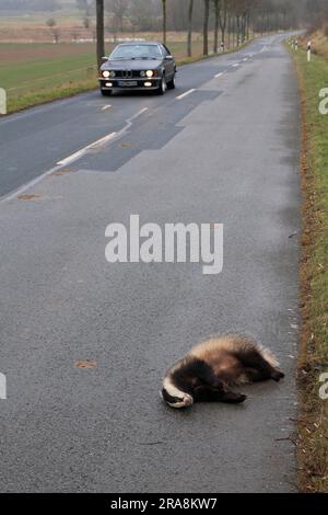 Dead Badger vicino alla strada, bassa Sassonia, Germania (Meles meles), Road kill Foto Stock