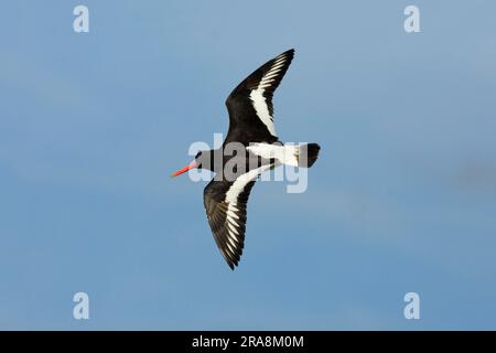 Eurasiatica oystercatcher (Haematopus ostralegus), Texel, autonomo, Paesi Bassi Foto Stock