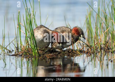 Piccolo grebe (Tachybaptus ruficollis) al nido, Grebe, Portogallo Foto Stock