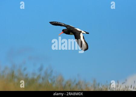 Eurasiatica oystercatcher (Haematopus ostralegus), Texel, autonomo, Paesi Bassi Foto Stock