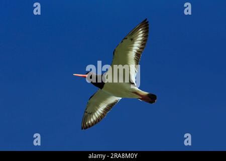 Eurasiatica oystercatcher (Haematopus ostralegus), Texel, autonomo, Paesi Bassi Foto Stock