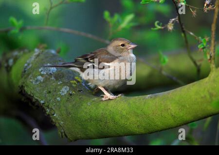 Chaffinch, femmina, bassa Sassonia, Germania (Fringilla coelebs), fringuelli Foto Stock