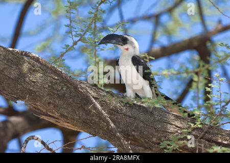 Il becco di Decken (Tockus deckeni), il Parco Nazionale di Samburu, Kenya Foto Stock