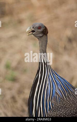 Vulturine Guineafowl (Acryllium vulturinum), parco nazionale di Samburu, Kenya Foto Stock