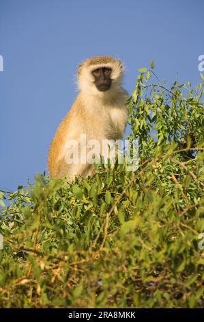 Scimmia Vervet (Cercopithecus aethiops), riserva di caccia Maasai Mara, Kenya Foto Stock