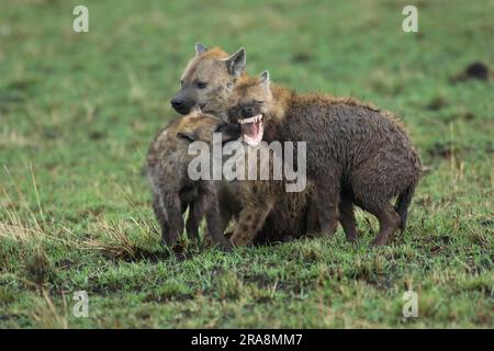 Iene maculate (Crocuta crocuta) con giovani, riserva di caccia di massa Mara, iena maculata, iena, Kenya
