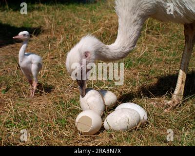 Nandu con i pulcini, Turning Greater rhea (Rhea americana) Foto Stock