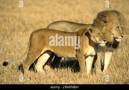 African Lions (Panthera leo), coppia, Masai Mara Game Reserve, Kenya, squadra Foto Stock