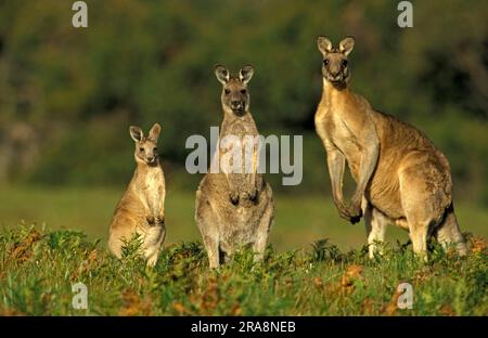 Canguro grigio gigante orientale, canguro grigio orientale (Macropus giganteus) canguro grigio gigante, Australia Foto Stock