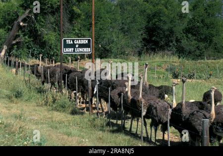 Struzzi sudafricani (Struthio camelus australis), allevamento di struzzi, Oudtshoorn, Sudafrica, struzzi sudafricani Foto Stock