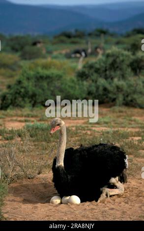 Struzzo sudafricano (Struthio camelus australis), maschio sul nido, Kleine Karoo, Sudafrica Foto Stock