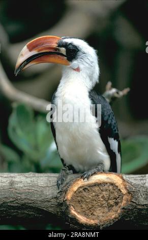 Von Der Decken's Hornbill (Tockus deckeni), Samburu Game Reserve, Kenya Foto Stock