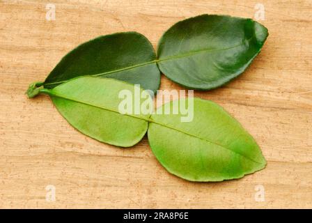 Lime Kaffir, foglie, lime Kaffir (Citrus hystrix) Foto Stock