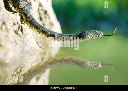 Dice serpente, lingue (Natrix tesselata), lingue, lingue, Bulgaria Foto Stock