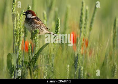 Passero spagnolo (Passer hispaniolensis), Bulgaria Foto Stock