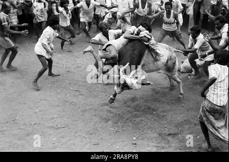 Foto in bianco e nero, Jallikattu o bull Taming durante il festival Pongal ad Avaniapuram vicino Madurai, Tamil Nadu, India, Asia. Fotografato nel 1975 Foto Stock