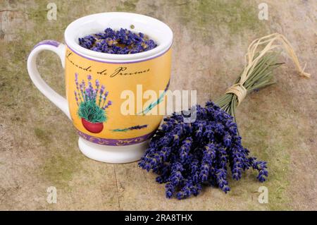 Tazza di tè alla lavanda (Lavandula angustifolia) Foto Stock