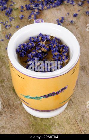 Tazza di tè alla lavanda (Lavandula angustifolia) Foto Stock