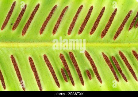 La felce della lingua di Hart (Asplenium scolopendrium) è la parte inferiore della foglia, la lingua del cervo Foto Stock