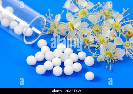 Meadowsweet, Globules, Meadowsweet (Filipendula ulmaria), Greater Meadowsweet, Meadowsweet, Omeopatico, omeopatia Foto Stock