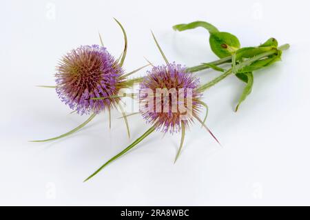 Card Tea (Dipsacus sylvestris) (Dipsacus silvestris) (Dipsacus fullonum) Foto Stock