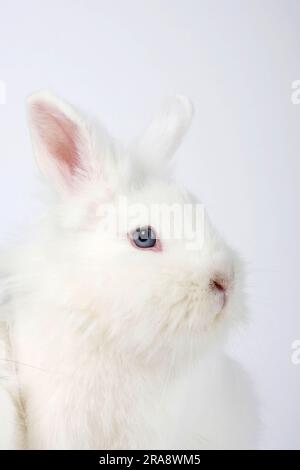 Coniglio nano con manna di leone, coniglio bianco con testa di leone, coniglio domestico, coniglio nano Foto Stock