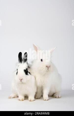 Conigli nani con manna di leone, bianchi e hotot, conigli con testa di leone, conigli domestici, conigli nani Foto Stock