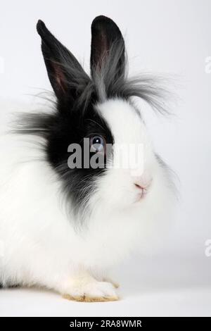 Coniglio nano con manna di leone, bianco e nero, 13 settimane, coniglio con testa di leone, coniglio domestico, coniglio nano Foto Stock