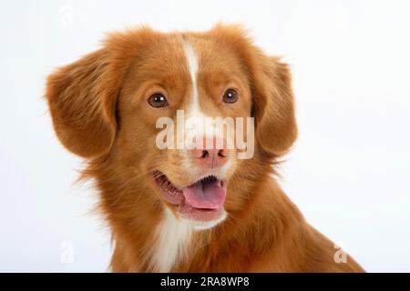 Nova Scotia Duck Tolling Retriever Foto Stock