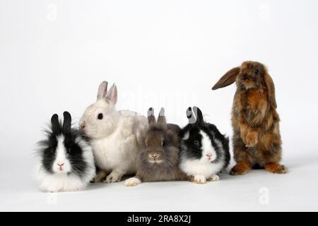 Coniglio nano della criniera del leone, bianco e nero e perlfee, 13 settimane, coniglio nano, nano colorato, ariete nano raso e raso, 8 settimane, coniglio testa di leone Foto Stock