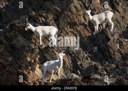 Pecore dall (Ovis dalli), femmina, Parco Nazionale Ivvavik, Yukon, Canada Foto Stock