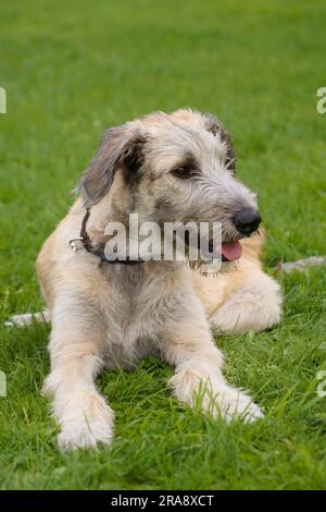 Irish Wolfhound, 6 mesi Foto Stock