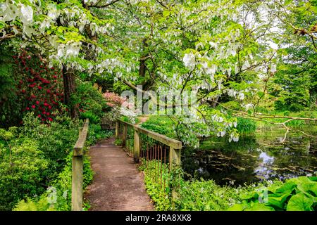 Gli splendidi bratti bianchi dell'albero Handkerchief (Davidia involucrata) al Minterne House Gardens, Dorset, Inghilterra, Regno Unito Foto Stock