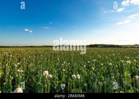 Campo di papavero di colore bianco alla luce della sera Foto Stock