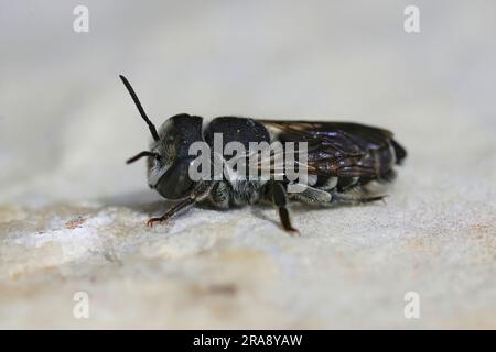 Primo piano dettagliato su una piccola ape mediterranea femmina di taglialegna Centaurea, Megachila apicalis Foto Stock