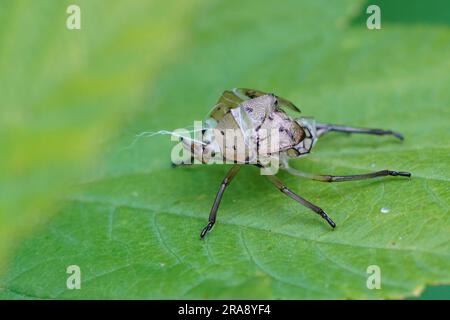 Primo piano dettagliato su una pelle di essuvia da una protezione verde del sud morphed, Nezara viridula su una foglia Foto Stock